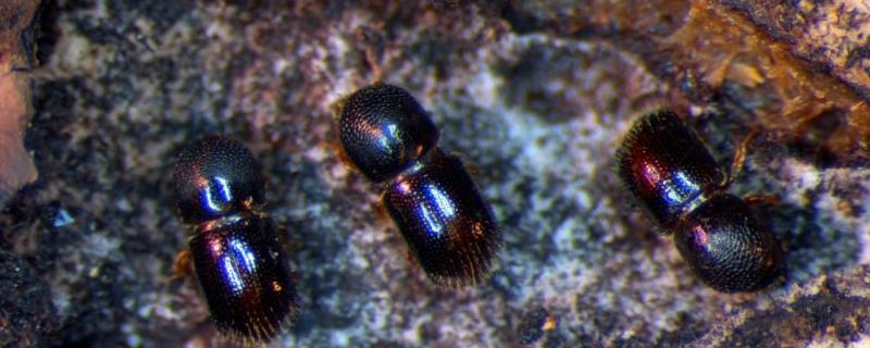 粉蠹虫怎么彻底防治,对人是否有危害