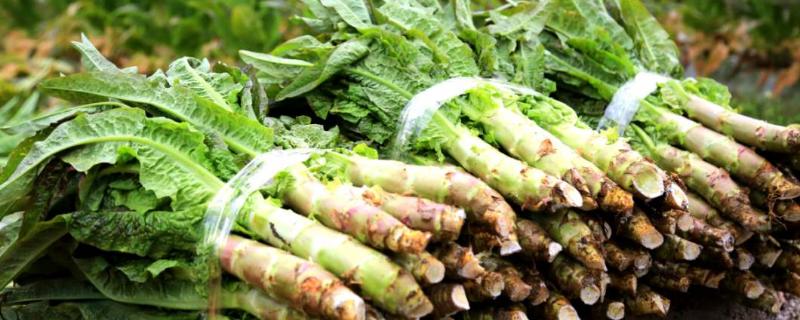 莴笋种植技术,多久能收获