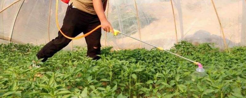 多效唑兑水比例,油菜打几次多效唑