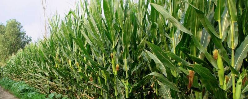 玉米施肥离根部多远好,施肥过多怎么办?有没有补救