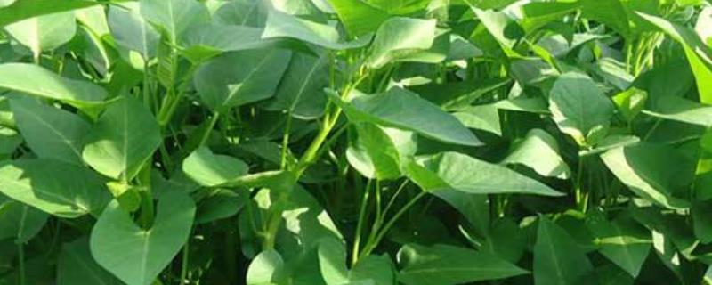 空心菜可以晒干做干菜吗,吃多了有什么坏处吗