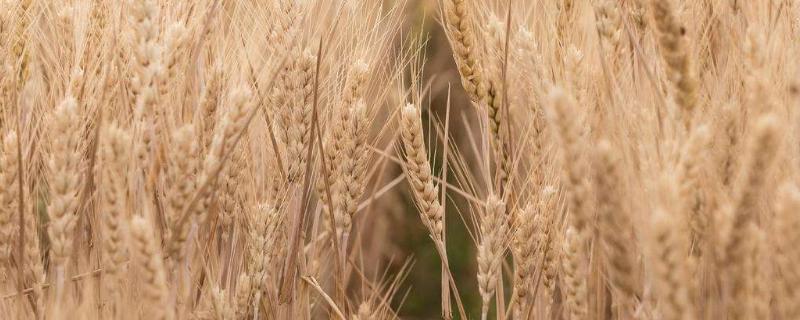 秋季可以种植什么农作物,成熟的农作物有什么