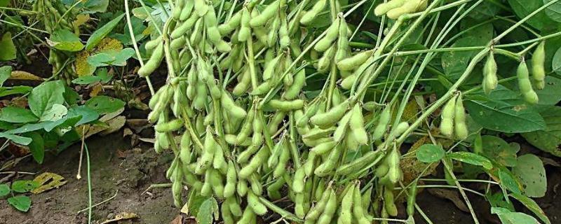 中国最早栽培的两种农作物,最早种植大豆的国家是