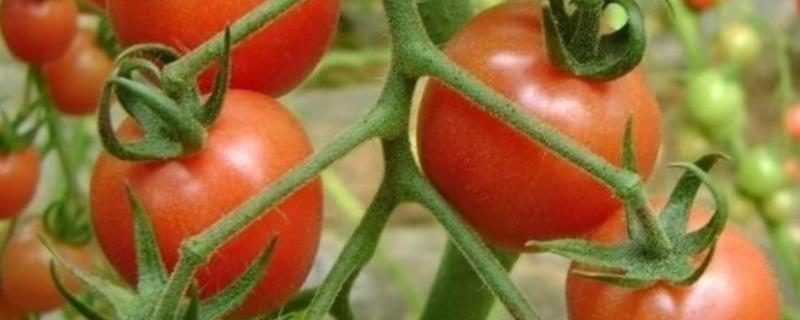 2一4d生长调节剂使用说明,生长调节剂的作用和使用特点