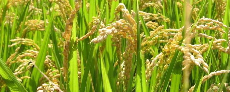 我国南方地区的粮食作物主要以什么为主,南方地区和北方地区的差异在哪