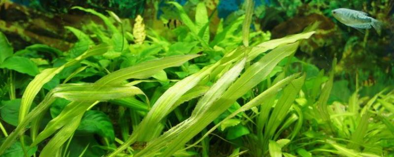 缸里已经有鱼如何种植水草,鱼塘水草用什么药清除