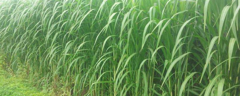 高产牧草品种有哪些,养200只羊需要种多少亩牧草