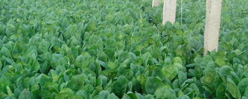 所有植物源农药都可以用于绿色食品生产吗,杂稻用什么农药能去除