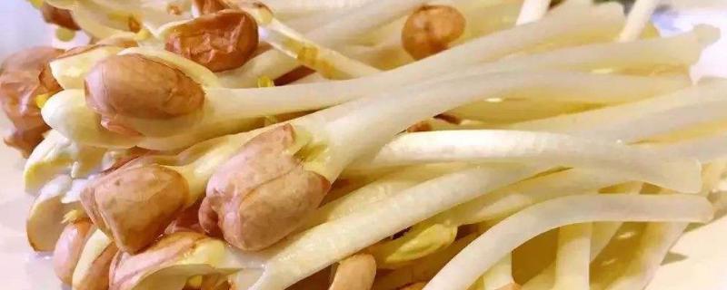 花生苗怎么种出来的,怎么做才好吃