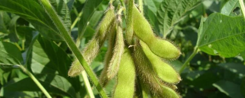 大豆种子萌发的必备条件是什么,东升一号大豆积温多少