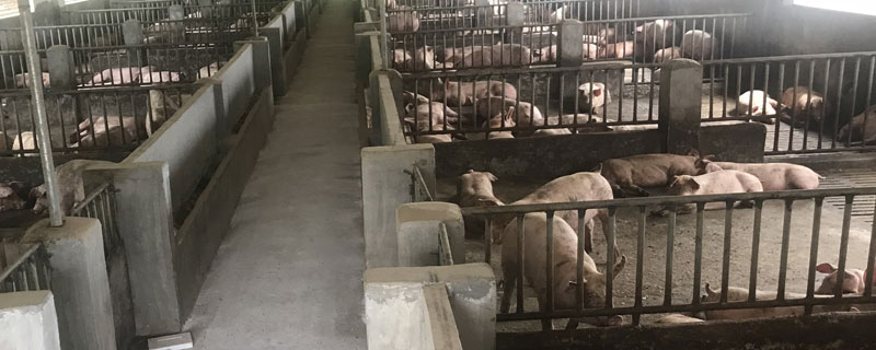发酵床养猪与水泥圈舍养猪效果比较
