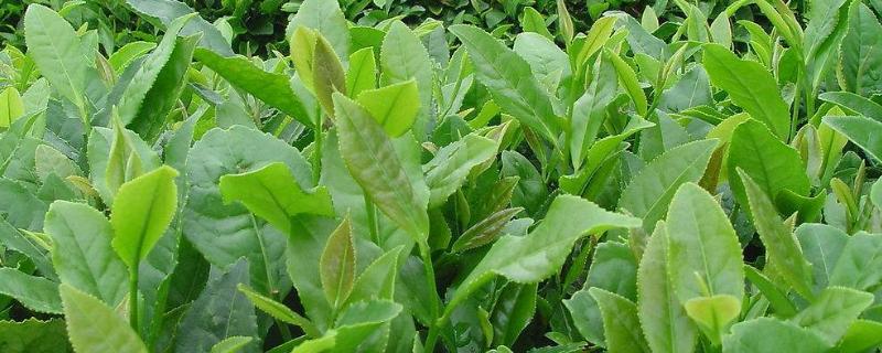打不死茶叶的除草剂,种植行距和株距多少合适