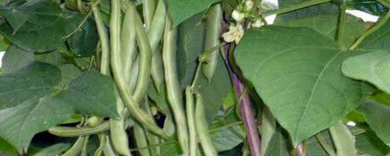 四季豆亩产一般多少斤,附种植方法和种植时间
