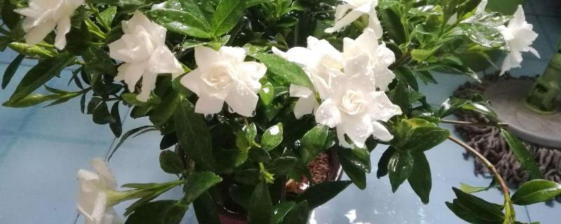 二铵属于什么肥,可以当花肥用吗