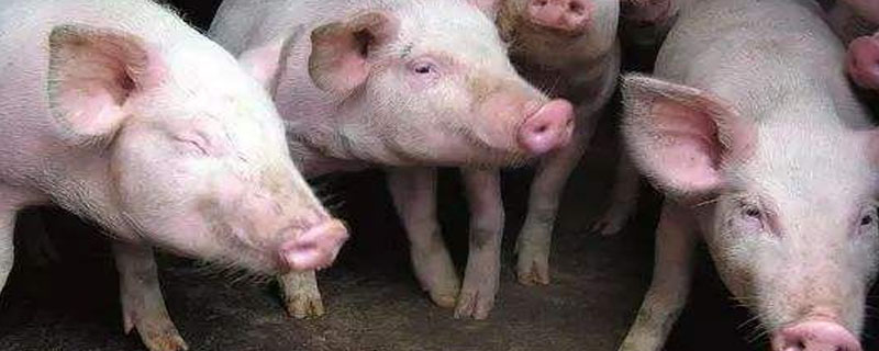 猪吃大蒜能预防猪瘟吗