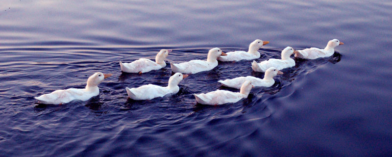 肉鸭吃什么饲料长得快