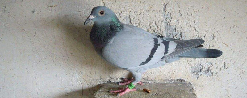 信鸽肉鸽谁产蛋快