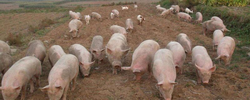 养猪繁殖配种怎么管理