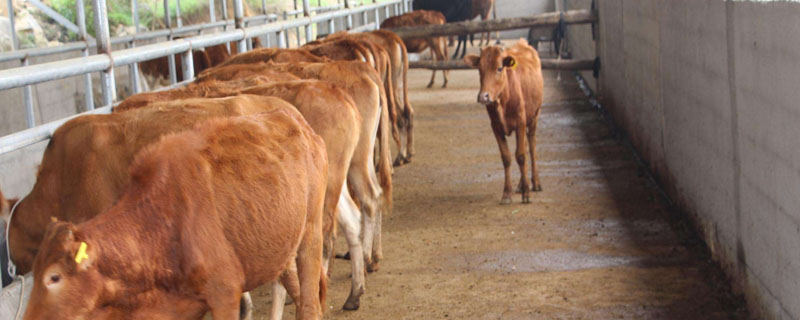提高黄牛的繁殖能力的方法