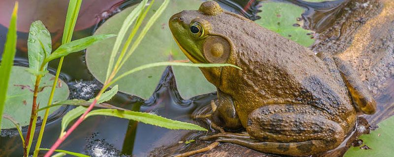 牛蛙为什么叫牛蛙