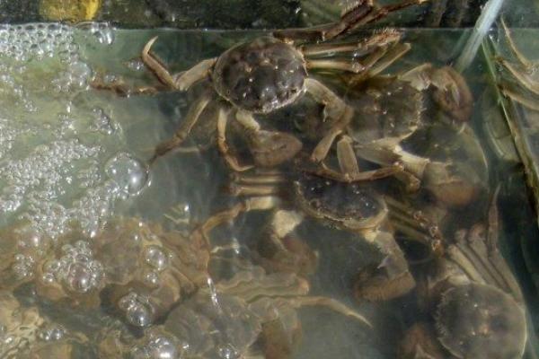 河蟹没水能活多久