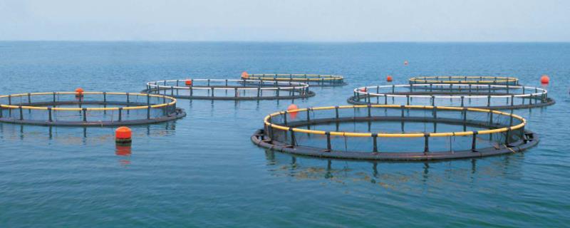 草酸在水产养殖的用量,注册水产养殖公司需要什么手续