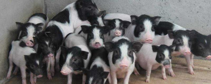 小香猪会长大吗,附养殖方法和注意事项