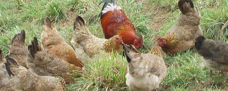 冬天多少度鸡会冻死，北方散养鸡冬天怎么养