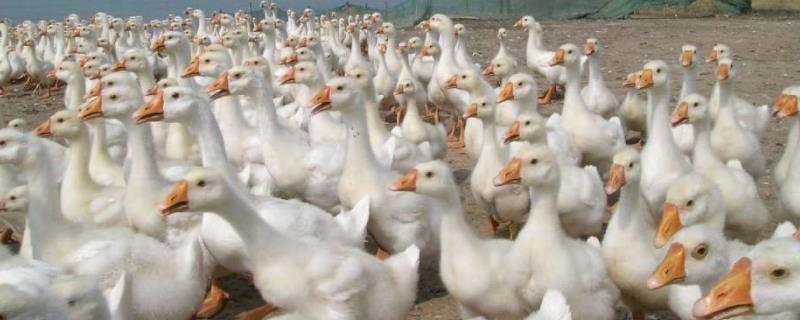 鹅太吵有什么办法,是什么原因导致的