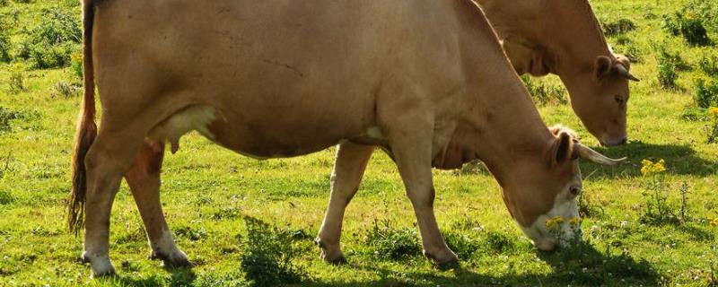 牛的四个胃的消化特点，什么才是牛的真正的胃