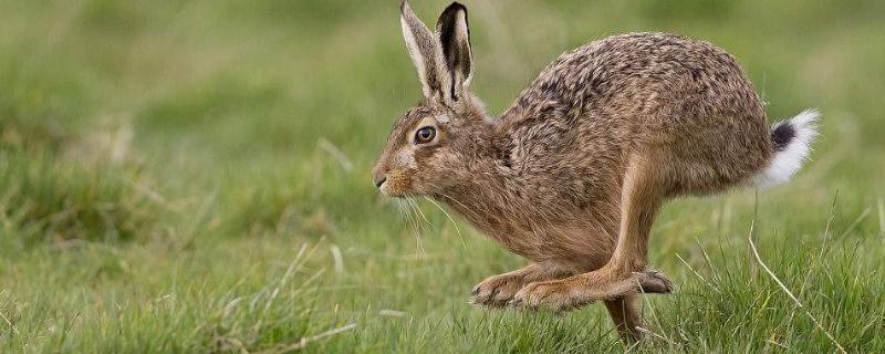 野兔什么天气最喜欢出来,冬天什么时候出来