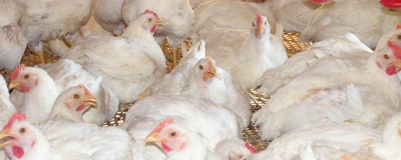 肉鸡养殖全程技术,后期如何快速增重