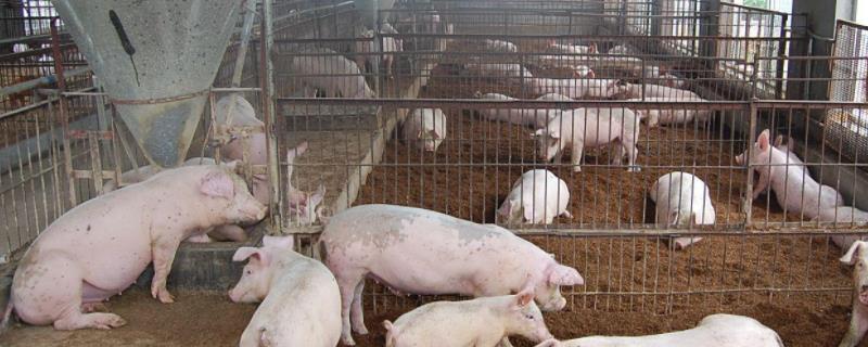 猪舍的排水沟是怎么建设的,猪舍用什么取暖经济适用