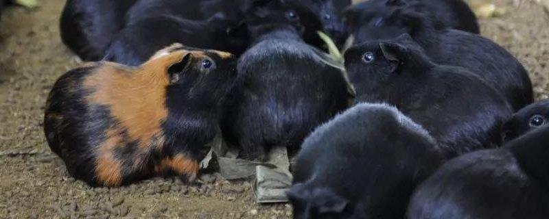 豚鼠能活多久，和荷兰猪有何区别