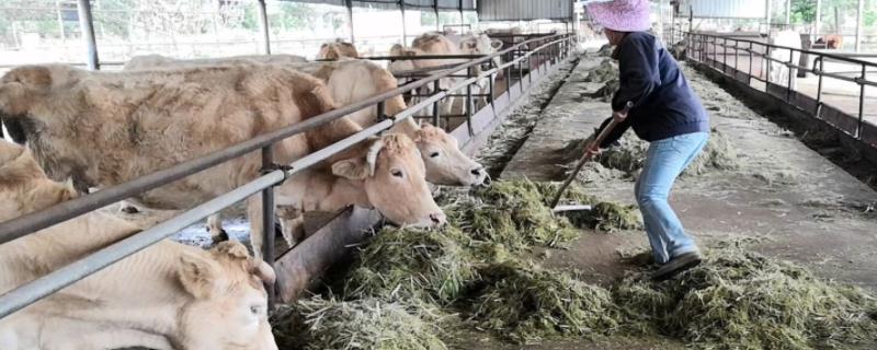 每天喂牛的最佳时间,牛吃红糖的好处与坏处