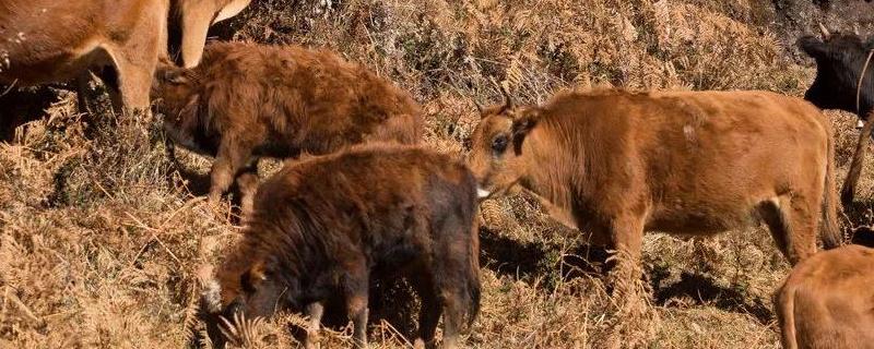 牛吃了塑料有什么偏方,牛吃土用什么药治