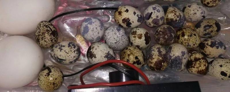 水床孵化前三天为什么不翻蛋,水床孵化器和全自动乳化器哪个好