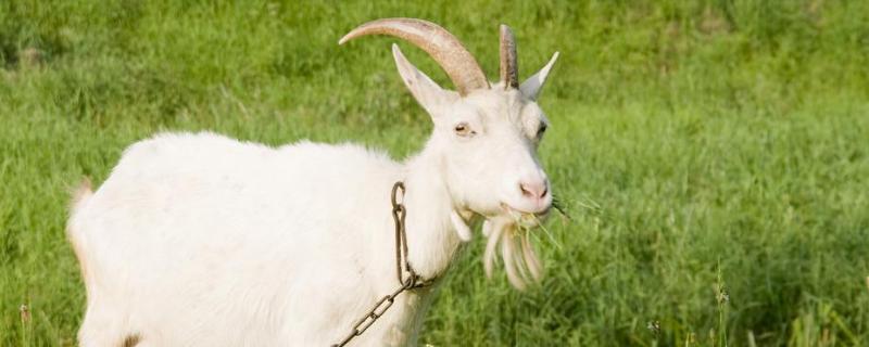 羊的七个特点,繁殖最快的羊