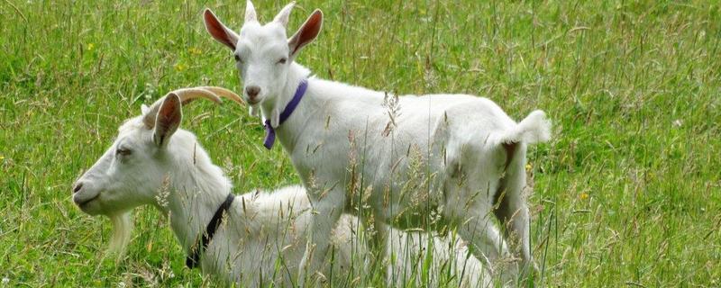 一只山羊多少斤,体型最大黑山羊品种