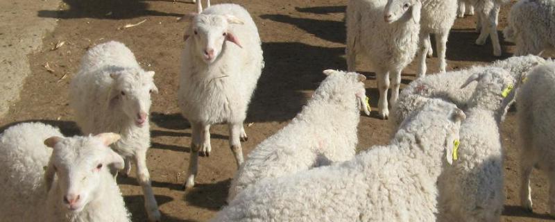 羊吃别的羊的羊毛是什么病，羊为什么不能吃稻草