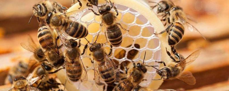 蜜蜂在家做窝代表什么，怎么收蜜糖