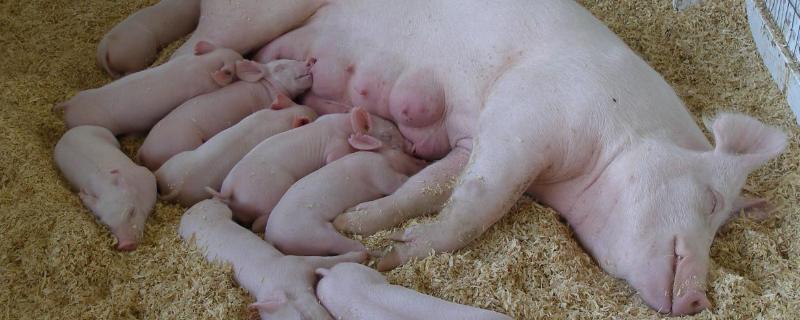 猪下崽什么表现,一般需要多长时间