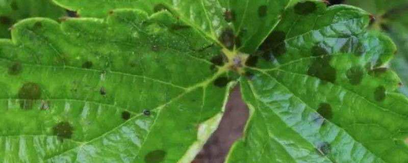 炭疽病的克星,是真菌还是细菌