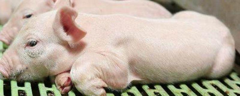 小猪一般生后几天断尾最适合，附断尾的方法和注意事项