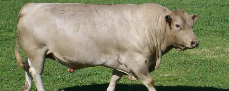 看牛年龄口诀,怎么看牙知道年龄