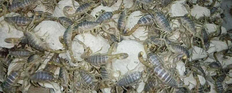 蝎子的养殖技术，蝎子吃什么食物，吃什么饲料
