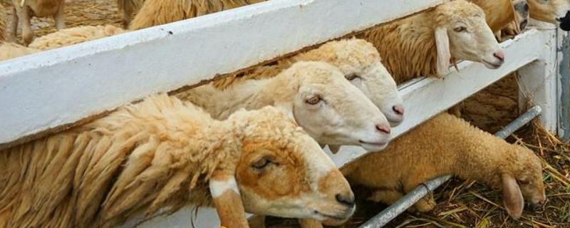 6米羊槽可以喂几只羊，常用的四种羊槽设计