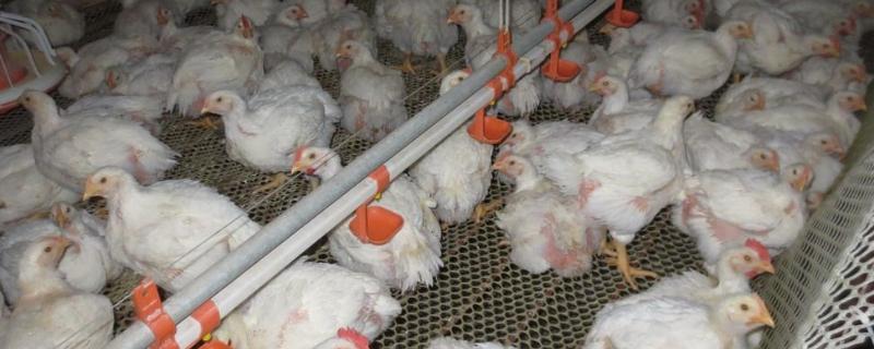 农村鸡圈用什么消毒，消毒多长时间在养鸡合适