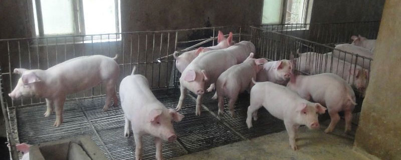 口蹄疫疫苗打多少毫升,蹄叶炎与猪口蹄疫的区别