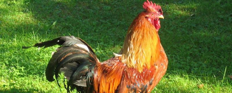 鸡食袋胀气喂什么药,是什么原因引起的